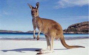 kangaroo-island