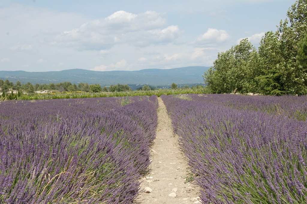 Découvrez les champs de lavande en Provence