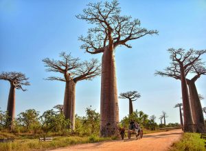 avenue baobab