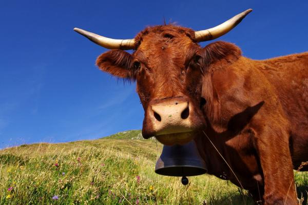 L’Auvergne, championne du monde de bien-être pour se mettre au vert