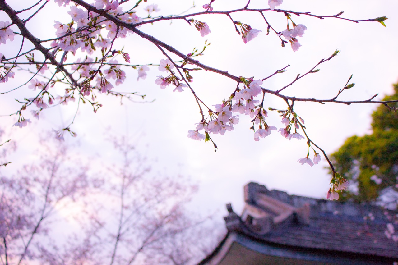 Partir en voyage au Japon : le guide complet du pays du soleil levant