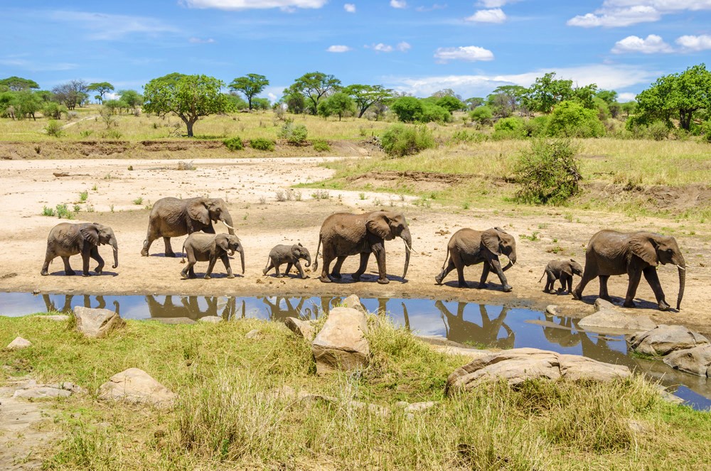 Où et quand faire un safari dans le Serengeti ?